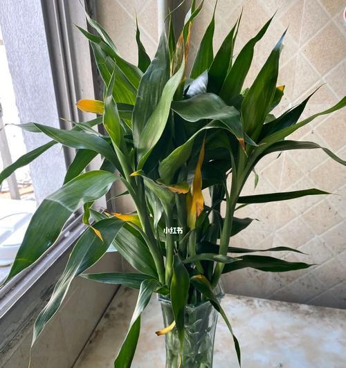 水培富贵竹的养护技巧（让你的富贵竹长得更健康美丽）