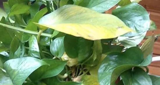 绿萝叶子发黄的原因及处理方法（解决室内植物生长问题的有效方案）