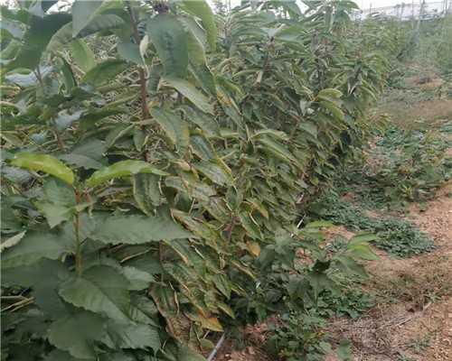 樱桃树的种植与养护（了解种植技巧，享受美味果实）
