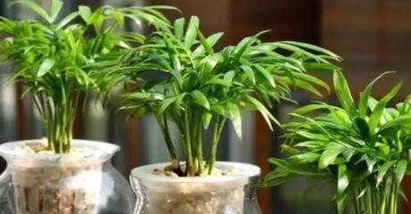 如何成功种植袖珍椰子（了解袖珍椰子的特点和栽培要点，打造一个健康的果树生长环境）
