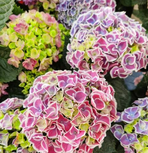 绣球花花期及赏花指南（细数绣球花的美丽和芳香）