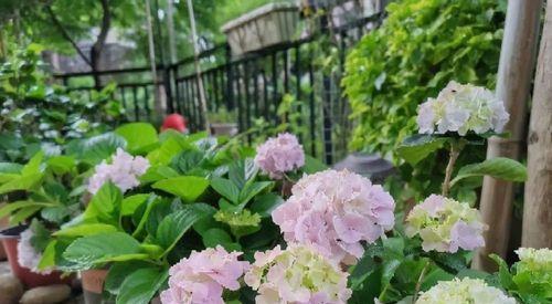 绣球花花期及赏花指南（细数绣球花的美丽和芳香）
