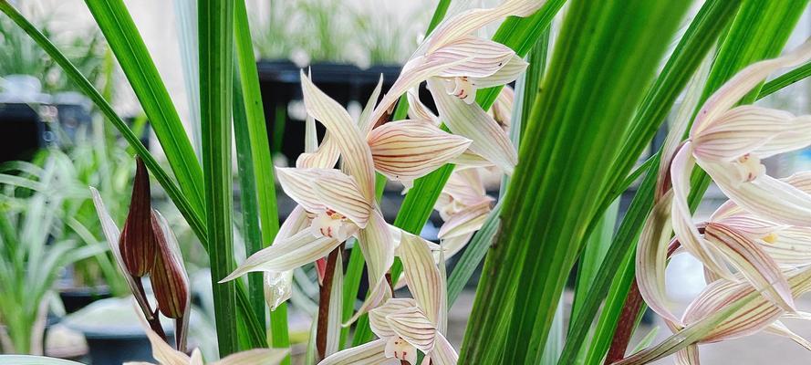 探秘兰花名贵品种（了解兰花之最，品味花海馨香）