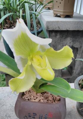探秘兰花名贵品种（了解兰花之最，品味花海馨香）