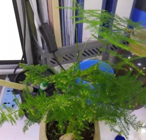 含羞草养殖全攻略（老桩栽培技巧详解，助您成功种植含羞草）