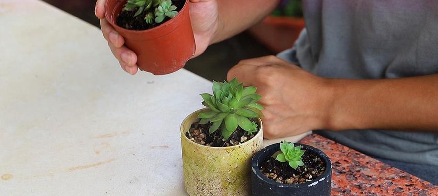 含羞草养殖全攻略（老桩栽培技巧详解，助您成功种植含羞草）