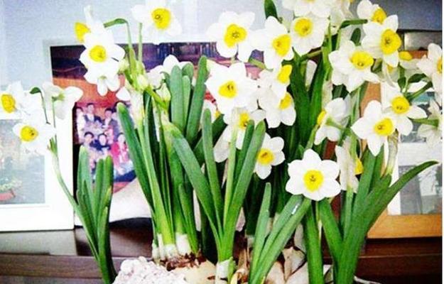 水仙花的象征意义（探究水仙花在文化中的重要性）