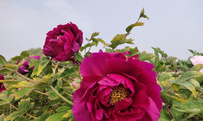 探秘牡丹品种中的花朵（揭开神话般的牡丹花之谜，解密花海中的）