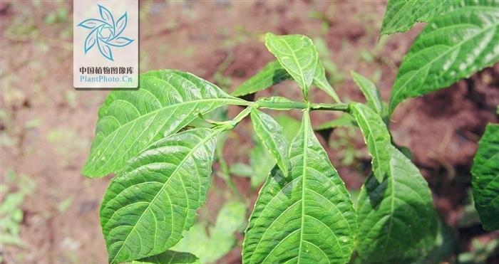 自然界的巨人——直立茎的植物（探秘直立茎植物群落中独特的生存方式）