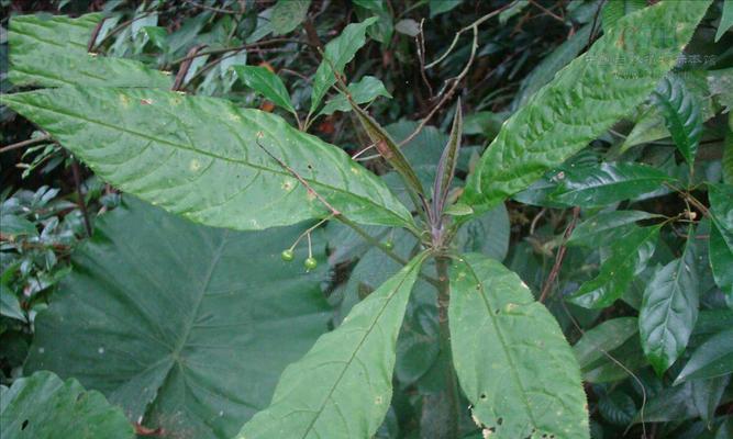 自然界的巨人——直立茎的植物（探秘直立茎植物群落中独特的生存方式）