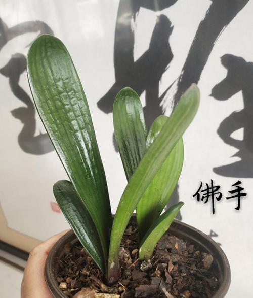 元宝君子兰的养殖方法（打造独特的室内盆栽）