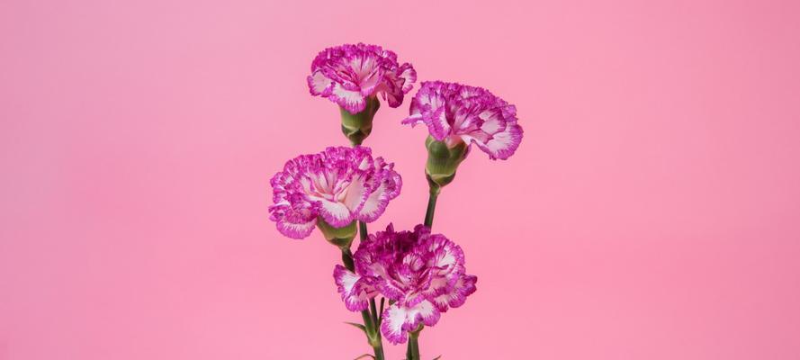 康乃馨——花开寓意与花语（揭秘康乃馨的深意与传达方式）