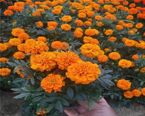 孔雀草的花语及其寓意（揭秘孔雀草花语的深层含义）