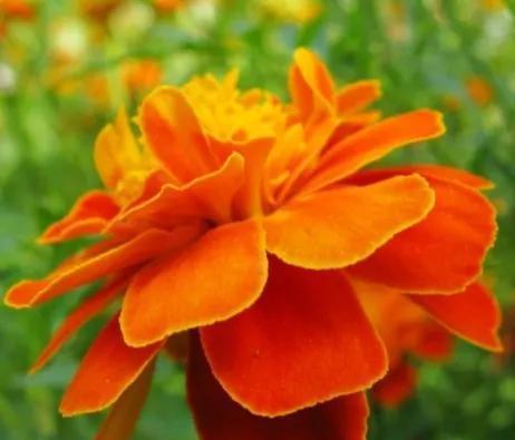 孔雀草的花语及其寓意（揭秘孔雀草花语的深层含义）