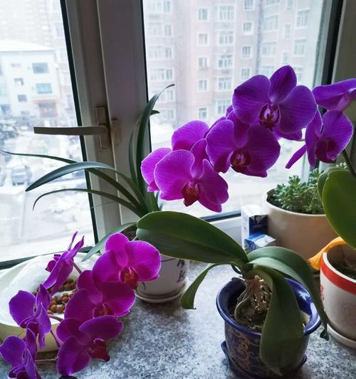 兰花（探寻兰花的象征意义与文化内涵）