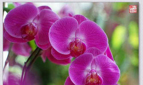 兰花花语（兰花的花语象征和寓意，一窥兰花品质的奥秘）