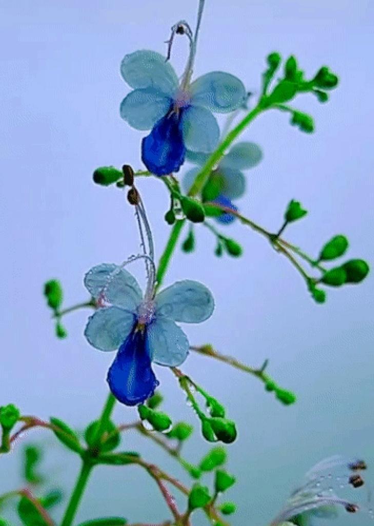 蓝蝴蝶花语与美好寓意（蓝蝴蝶花的寓意及文化意义）