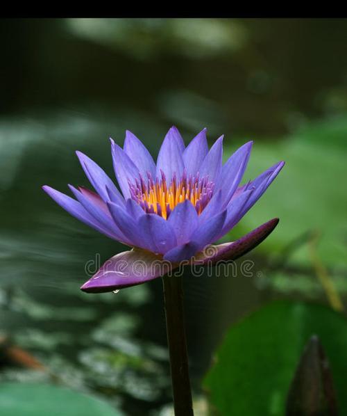 蓝莲花（以蓝莲花为媒介，探寻心灵的奇妙之旅）