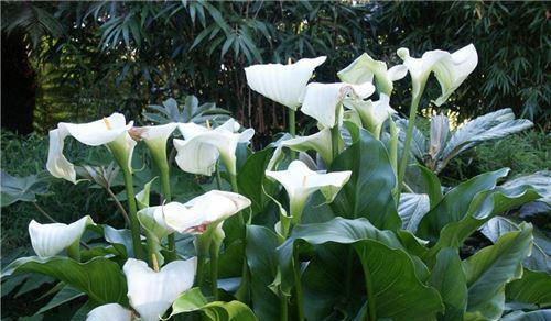 蓝色马蹄莲花之美（探寻蓝色马蹄莲的花语之谜）