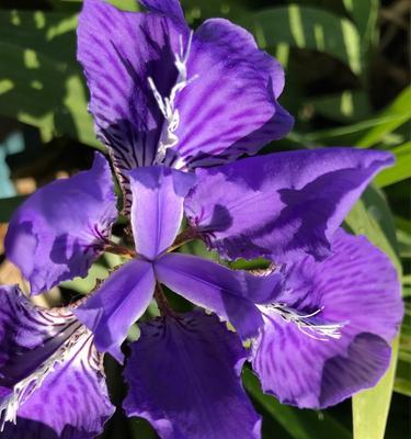 蓝色鸢尾花的花语与意义（探寻蓝色鸢尾花的秘密，解读美丽的花语）
