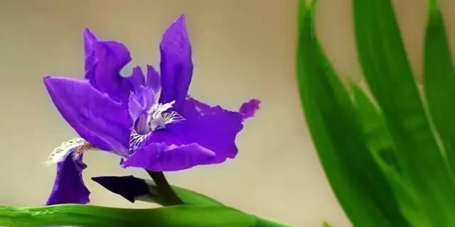 探索蓝色鸢尾花的花语之美（蓝色鸢尾花的诗意迷人，意象瑰丽）