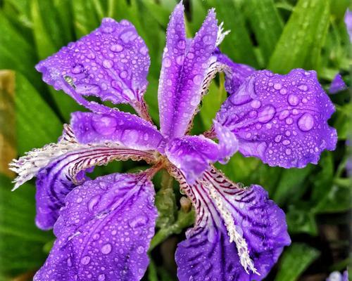 探索蓝色鸢尾花的花语之美（蓝色鸢尾花的诗意迷人，意象瑰丽）