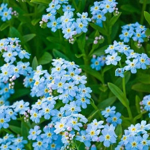 蓝星花的花语与寓意（探寻蓝星花背后的深意）