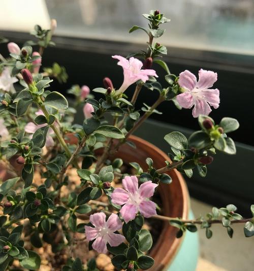 六月雪的花语——爱与美的结晶（探寻六月雪花语的神秘之美）