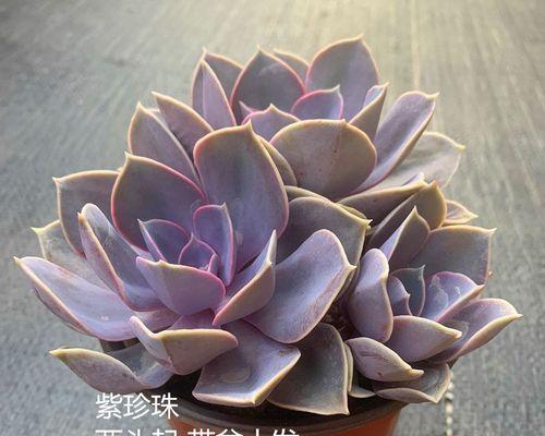 紫珍珠多肉，稳赢的家居植物（耐旱抗寒，易养易种，成为新一代多肉迷宠）