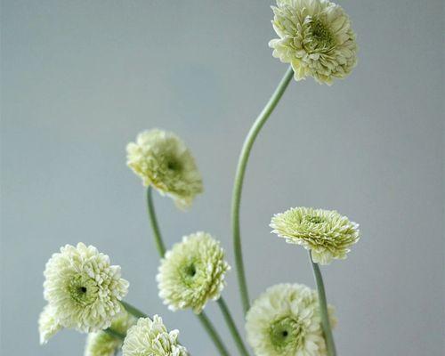 如何延长常见瓶插花的保鲜期？（简单有效的方法让鲜花更持久）