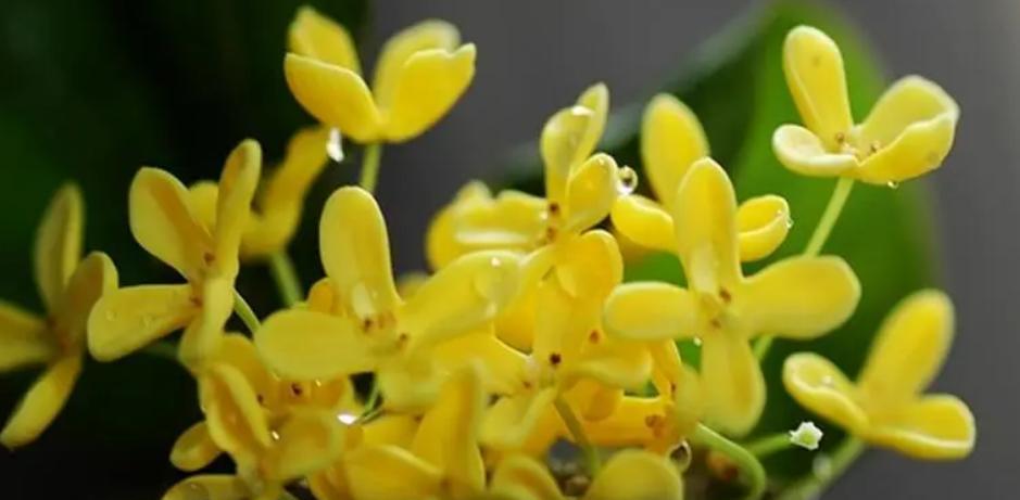 冬天要注意，怕冻的花儿——桂花（寒冬季节如何保护桂花不受冻害？）