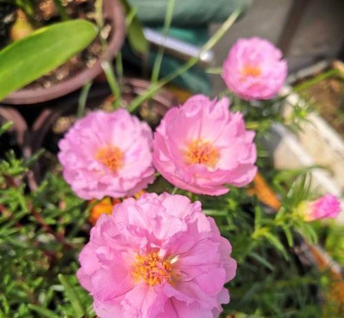 夏日花开（盛夏季节，缤纷花朵迎风绽放）