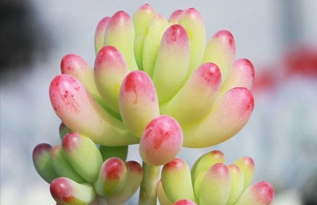 如何让多肉变得又肥又胖（多肉养护小技巧，让你的多肉娇美欲滴）