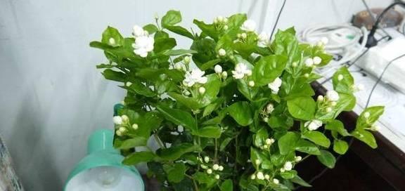 长寿花——养护易，花期长（轻松种花，打造生机盎然的花园）