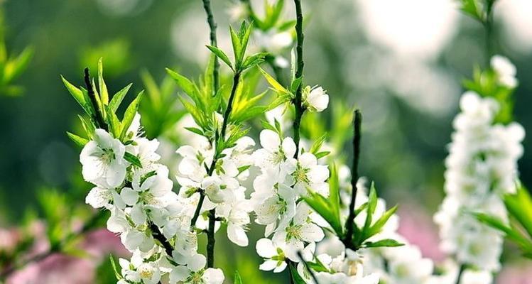 探究跳舞草属于什么科——解读跳舞草的生态特性（跳舞草分类、形态与生长环境，探秘其独特魅力）
