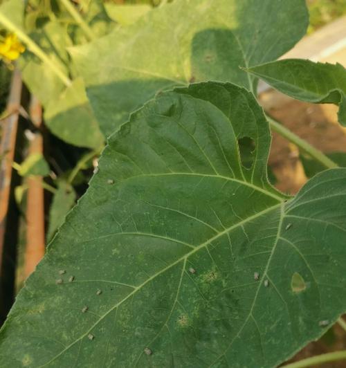 向日葵长虫子了怎么办？（防虫灭虫，保护向日葵）