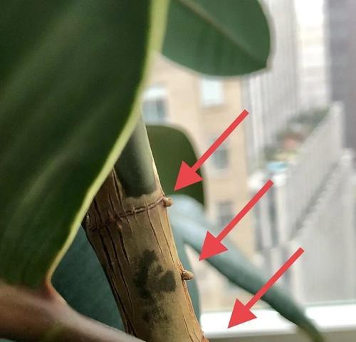 如何修剪橡皮树打造更美观的景观（提升园林效果的技巧及方法）
