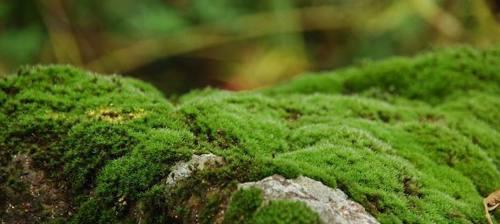 苔藓植物的结构特点及功能（探索苔藓植物的微小世界）