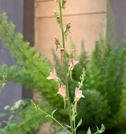 金鱼草种子多久可以开花（探秘金鱼草的生长周期和开花期）