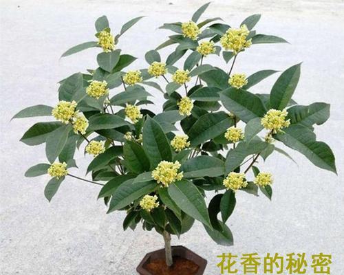 如何成功养殖月月桂花？（从选种到管理，了解月月桂花的全套养殖方法）