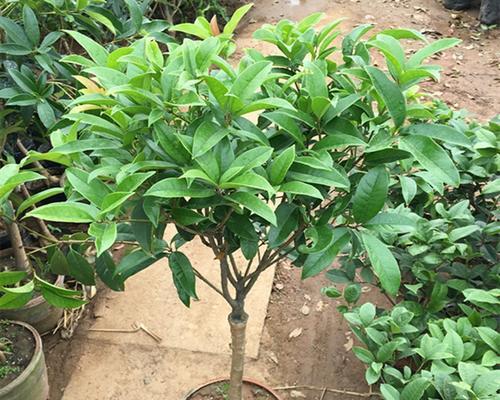 如何成功养殖月月桂花？（从选种到管理，了解月月桂花的全套养殖方法）