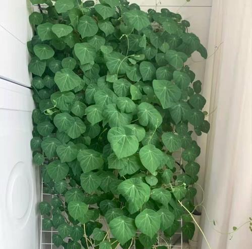 探秘长的最快的植物（揭开植物界的速度，这些植物你知道几个？）
