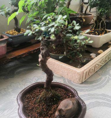 荀子盆景养殖方法详解（打造自然美景，从盆景开始）