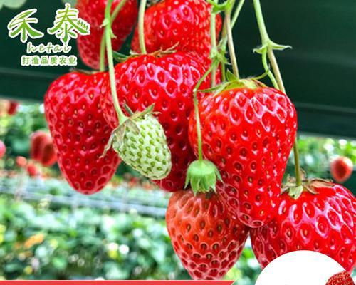 如何种植草莓种子（全面指南，从种子到收成）