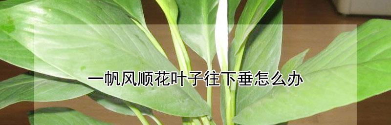 一帆风顺花叶子发黄怎么办（教你有效解决叶子发黄的问题）