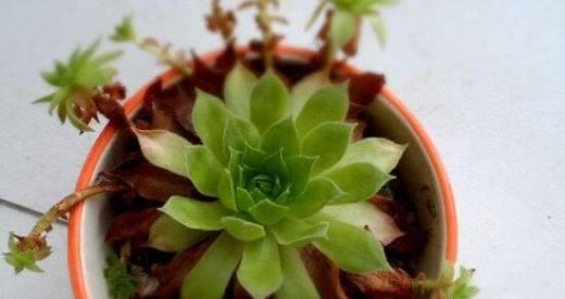 观音莲的养殖方法（详细介绍观音莲的生长特点和养护要点）