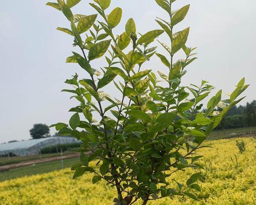 女贞种植全攻略（从选种到管理，一篇读懂种植女贞的秘诀）