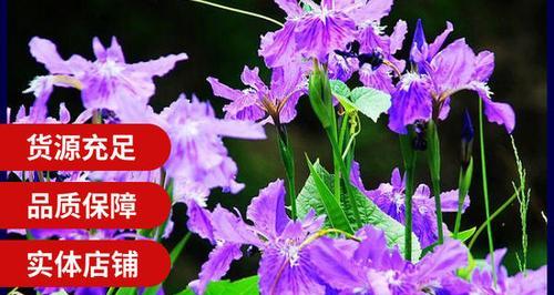 如何种植马蔺花种子（一步步教你种马蔺花，让庭院更美丽）