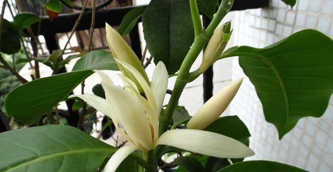 白兰种植技巧与注意事项（掌握白兰的种植方法，让花园更美丽）