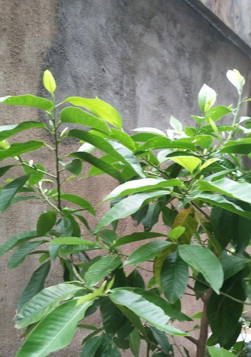 白兰种植技巧与注意事项（掌握白兰的种植方法，让花园更美丽）